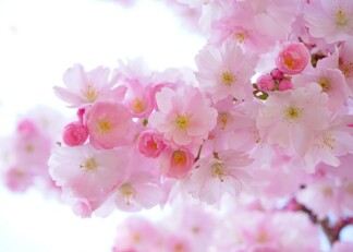 Japanese-cherry-trees-324175