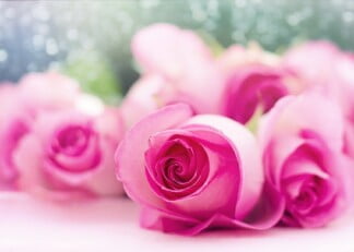 KWIATY PASTELOWE pink-roses-2191632