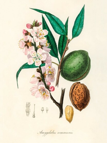 ZIOLA The almond Amygdalus communis