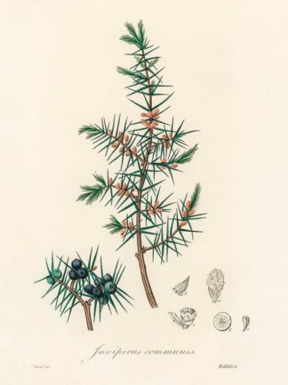 ZIOŁA common-juniper-Juniperus-communis